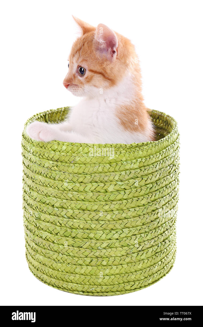 Little kitten in wicker basket isolated on white Stock Photo - Alamy