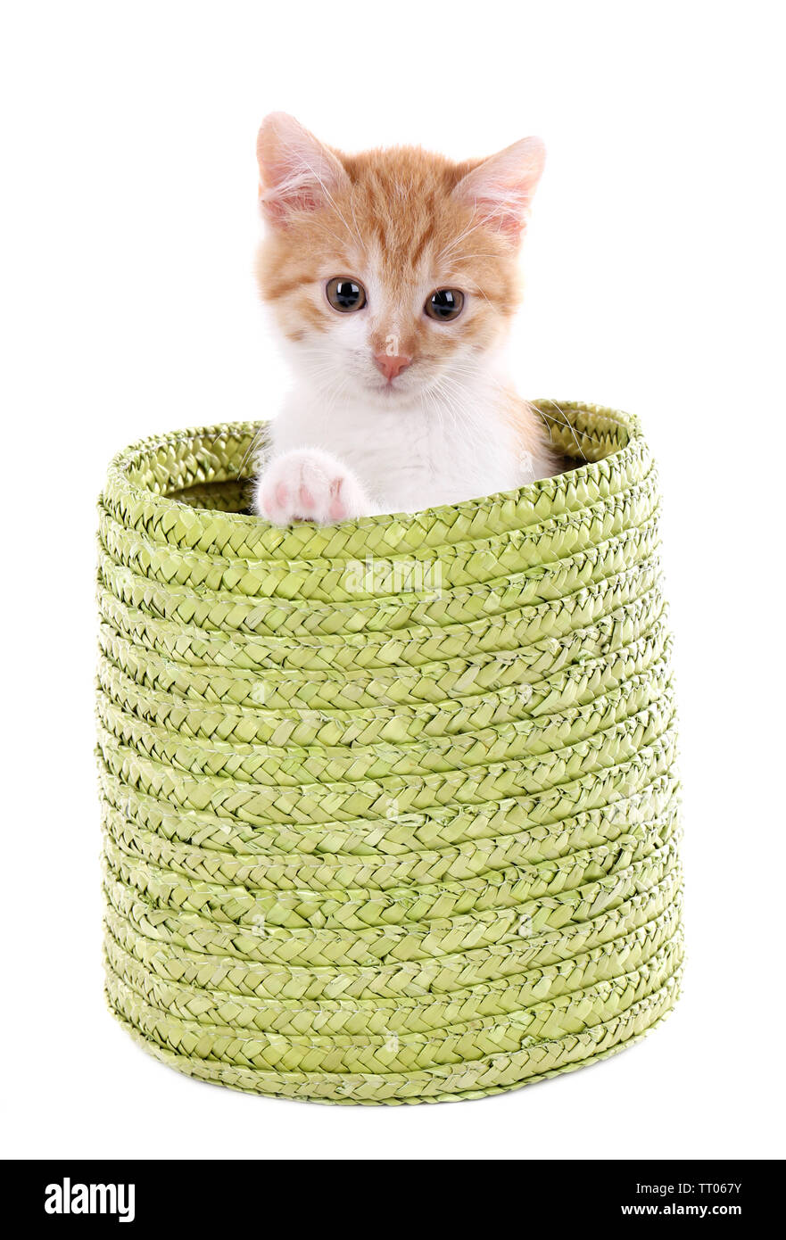 Little kitten in wicker basket isolated on white Stock Photo - Alamy