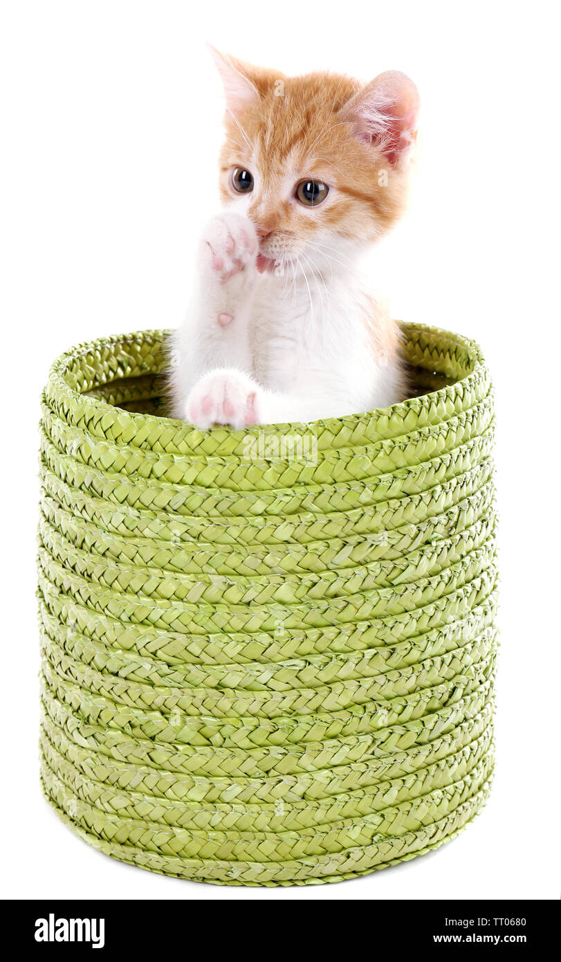 Little kitten in wicker basket isolated on white Stock Photo - Alamy