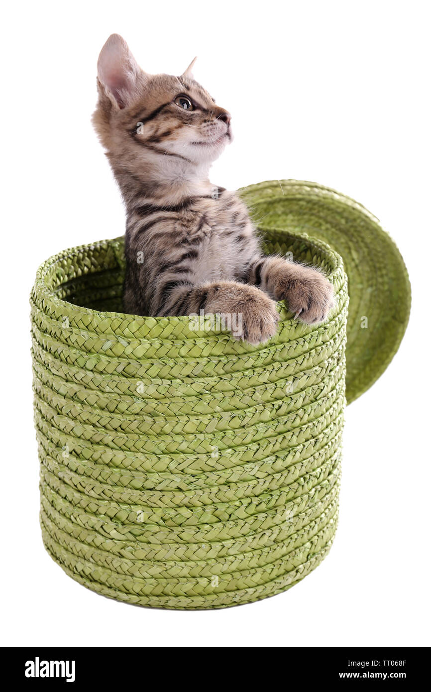 Little kitten in wicker basket isolated on white Stock Photo - Alamy