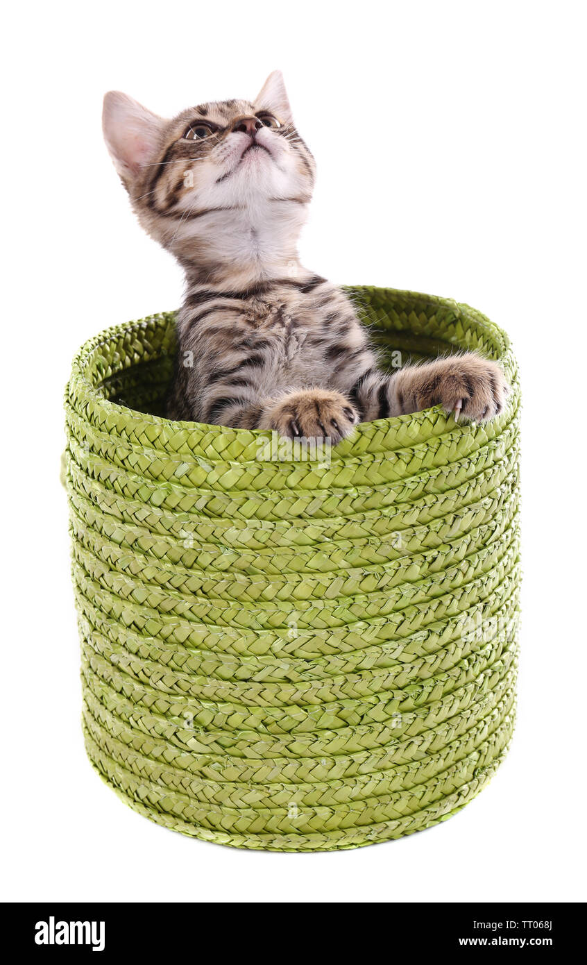 Little kitten in wicker basket isolated on white Stock Photo - Alamy