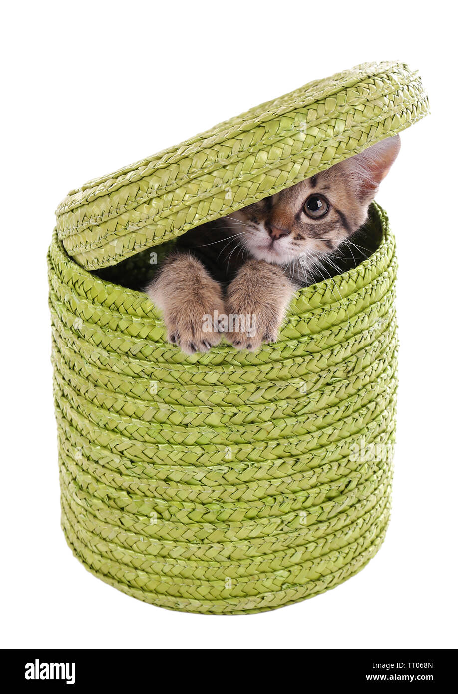 Little kitten in wicker basket isolated on white Stock Photo - Alamy