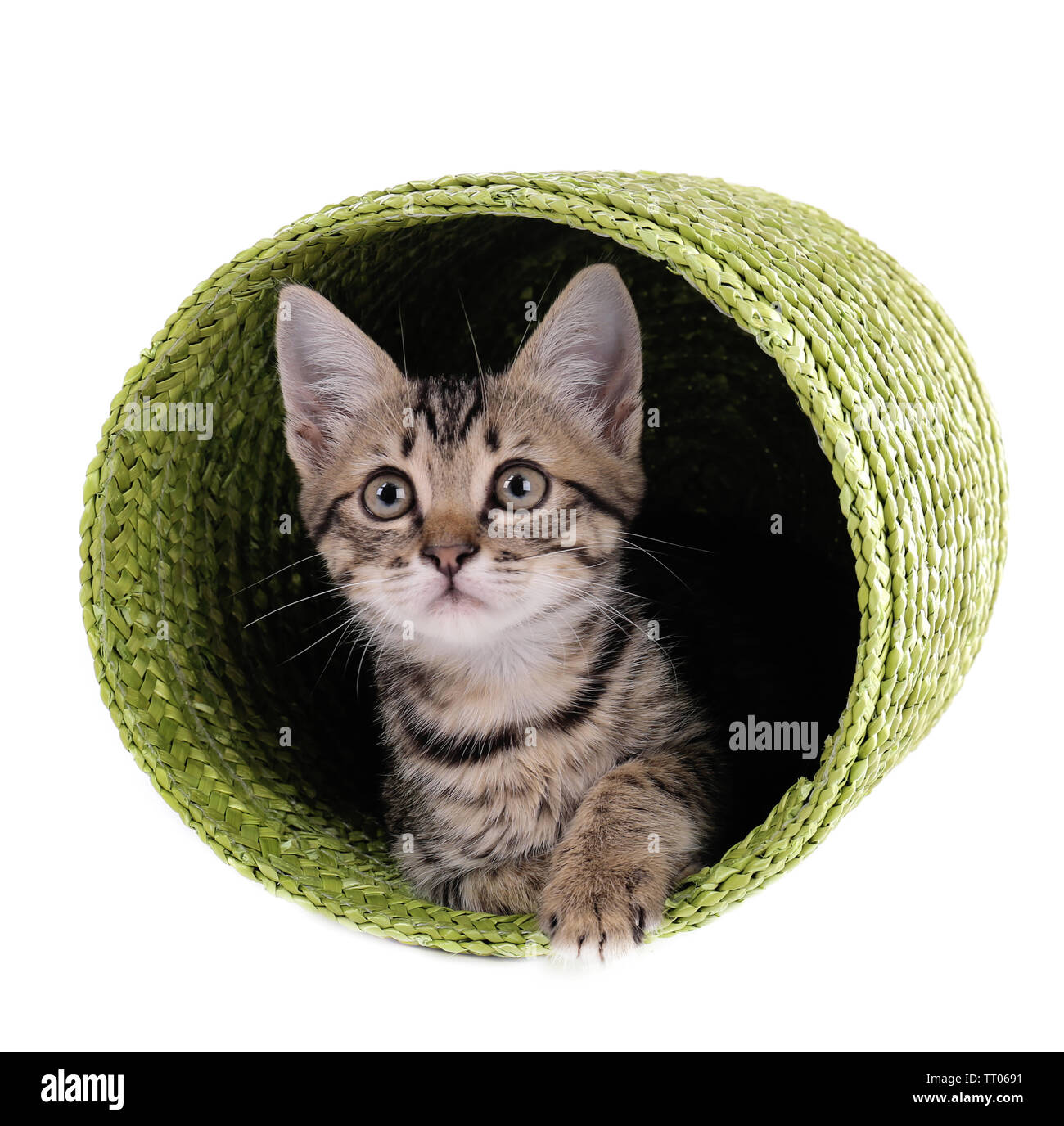 Little kitten in wicker basket isolated on white Stock Photo - Alamy