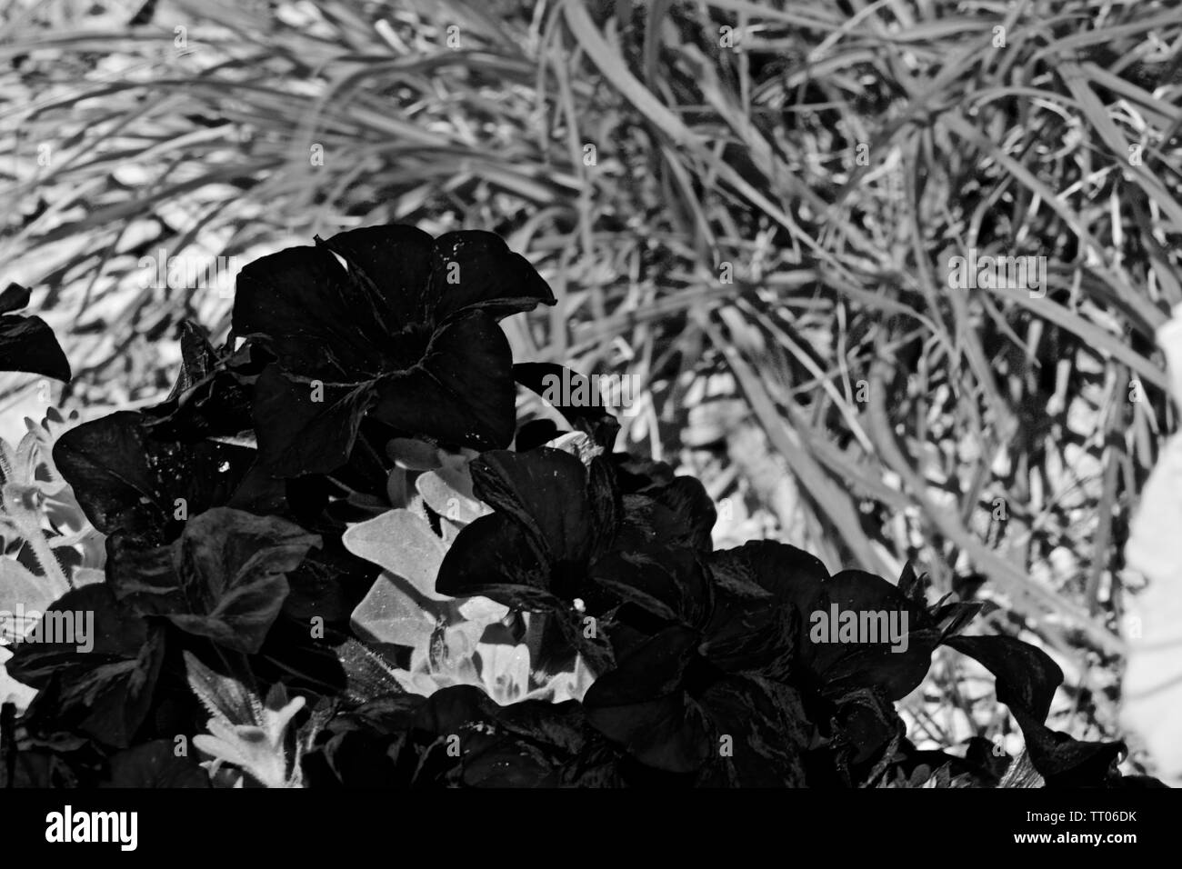 Blue Violets in Black and White, Canyon, Texas Stock Photo