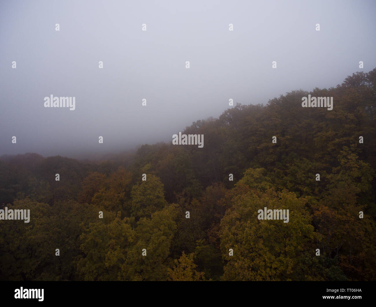 Aerial view. Morning fog over the forest Stock Photo - Alamy