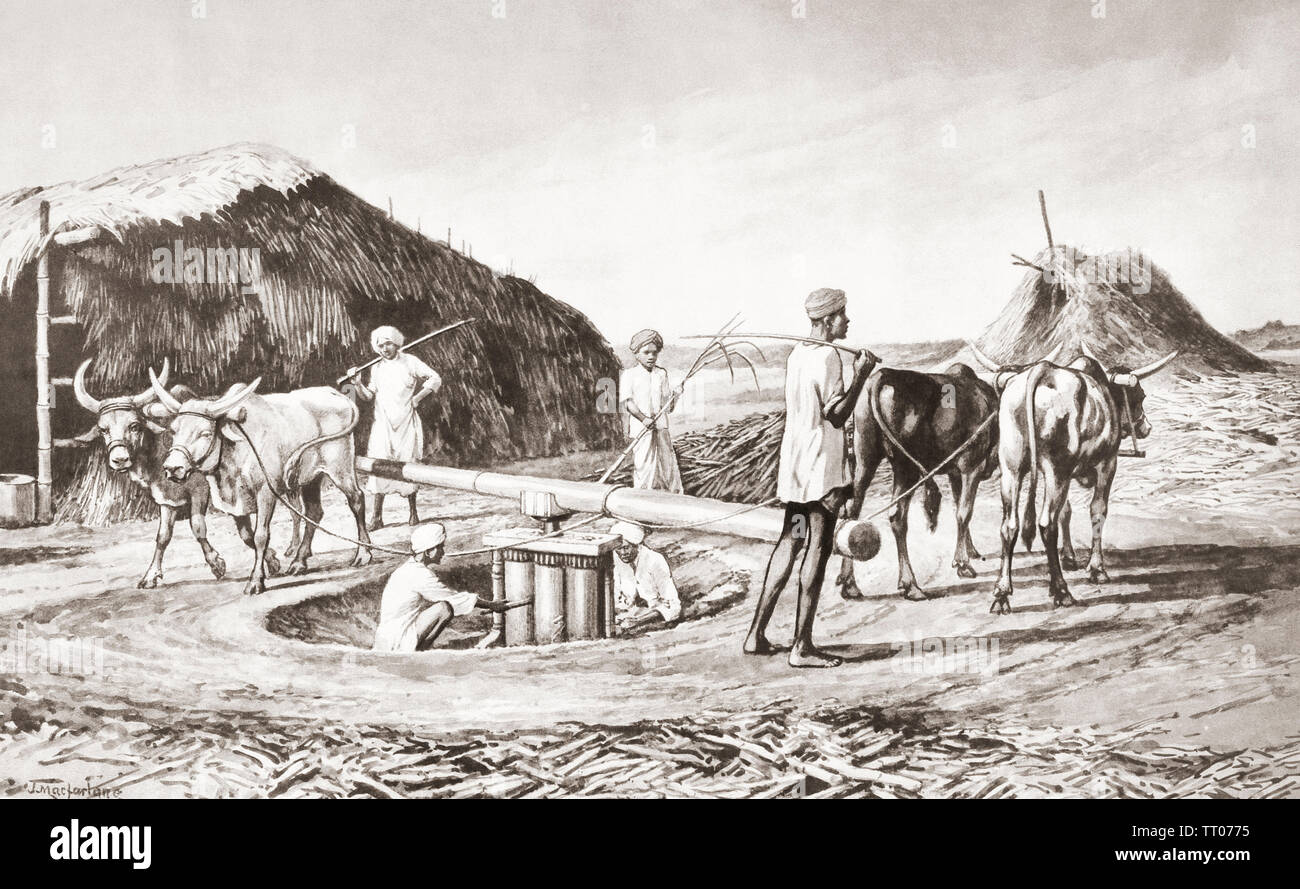 EDITORIAL ONLY  Method of crushing sugar cane in India in the 19th century.  After a work by J. Macfarlane. From a contemporary print c.1935. Stock Photo