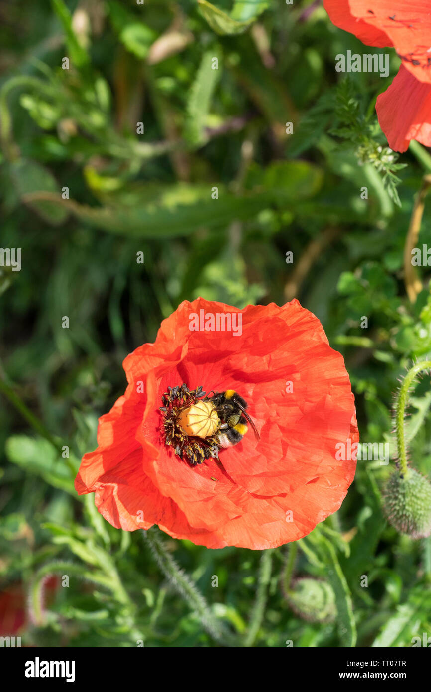 White tailed bumble bee collecting pollen from poppy Stock Photo