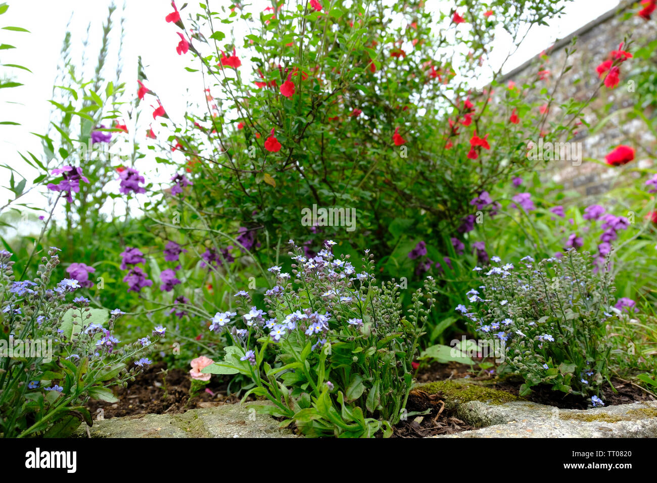 Sussex, UK. Random old fashioned cottage garden planting with Forget Me Nots, Wallflowers and Salvia 'Hot Lips' Stock Photo