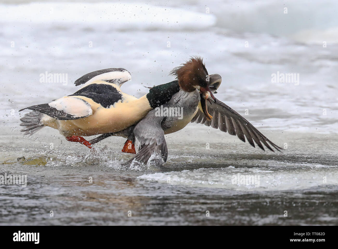 European river lamprey and Goosanders Stock Photo