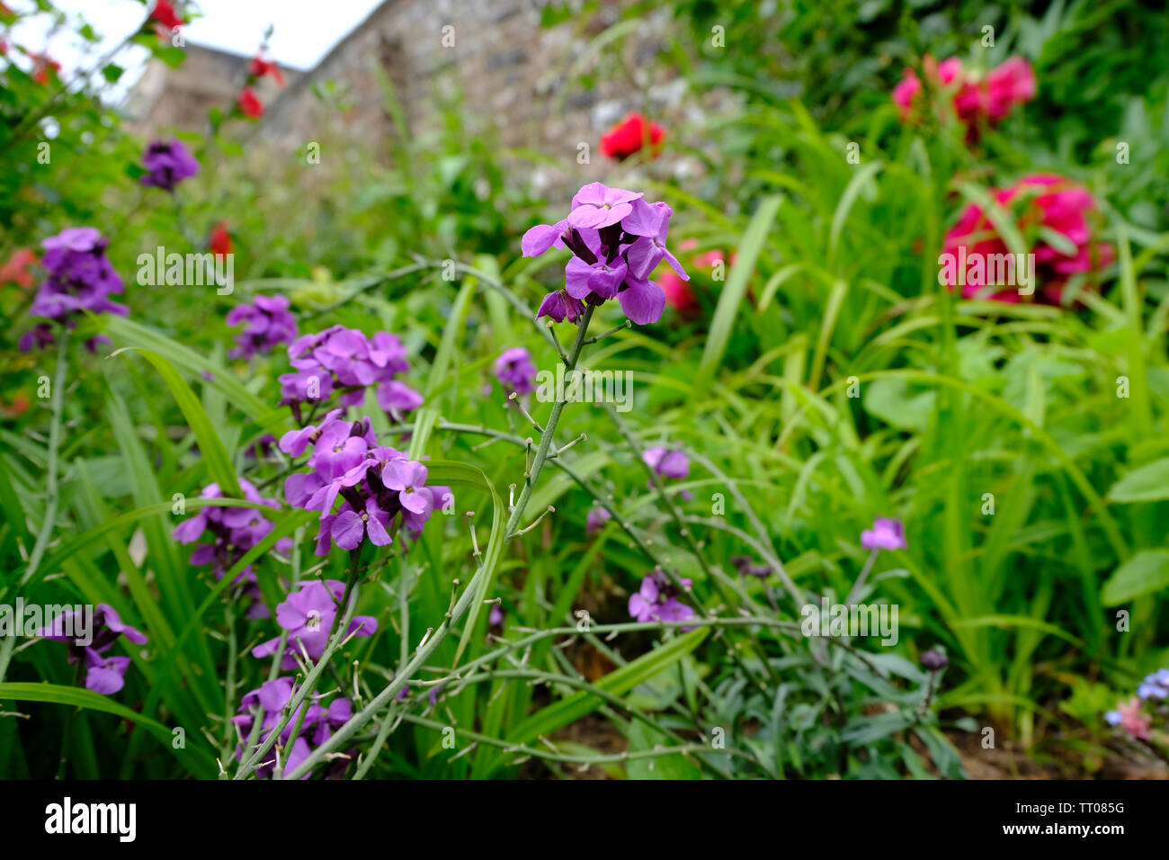 West Sussex, England, UK. Random messy planting of Wallflowers and Peonies in an established cottage garden in early summer Stock Photo