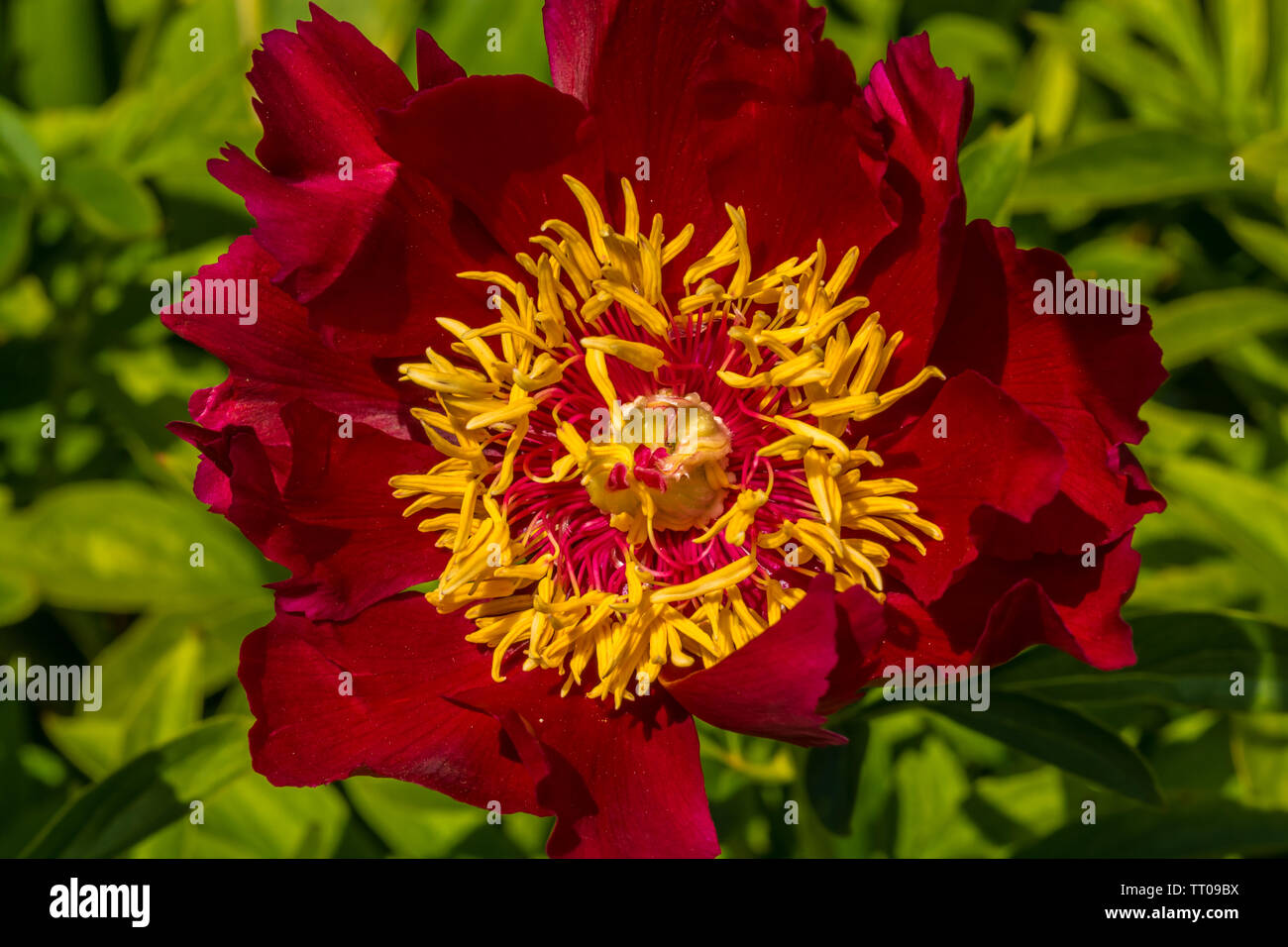 Close up of Red peony flower Stock Photo