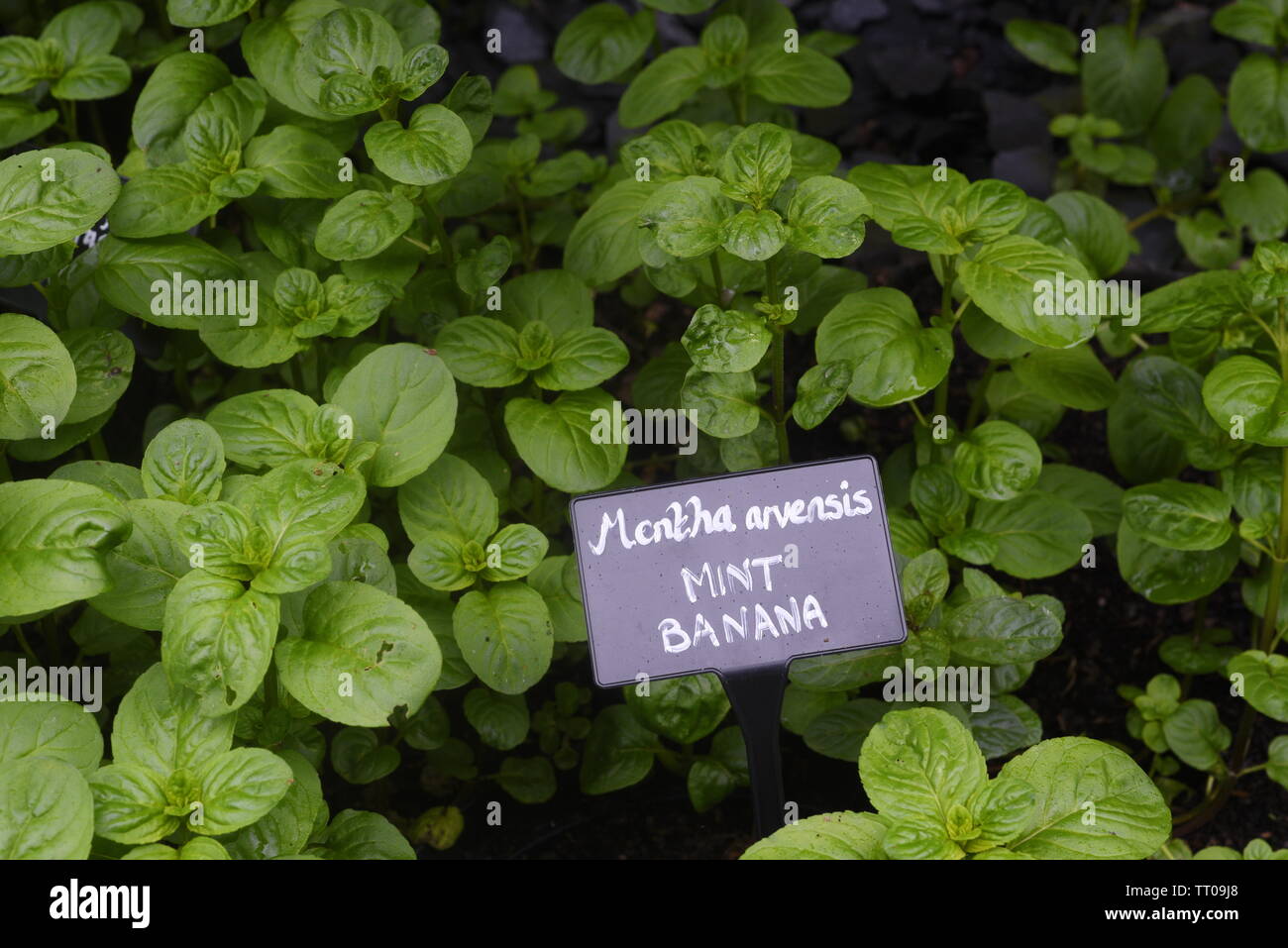 Mint banana - mentha arvensis variety. Peppermint (Mentha piperita) is a popular herb that can be used in numerous forms (ie, oil, leaf, leaf extract, Stock Photo