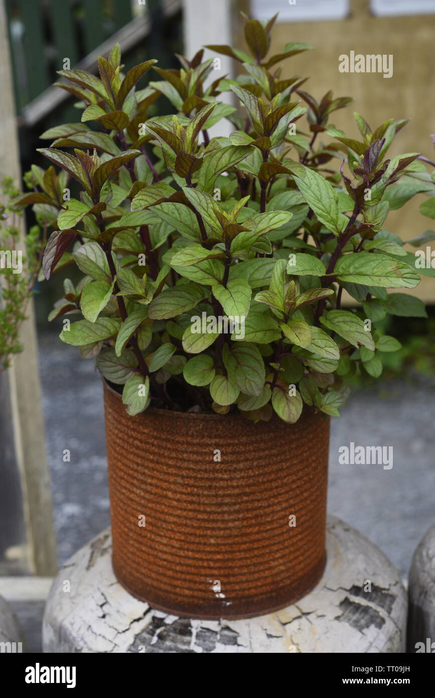 Basil mint oil hires stock photography and images Alamy