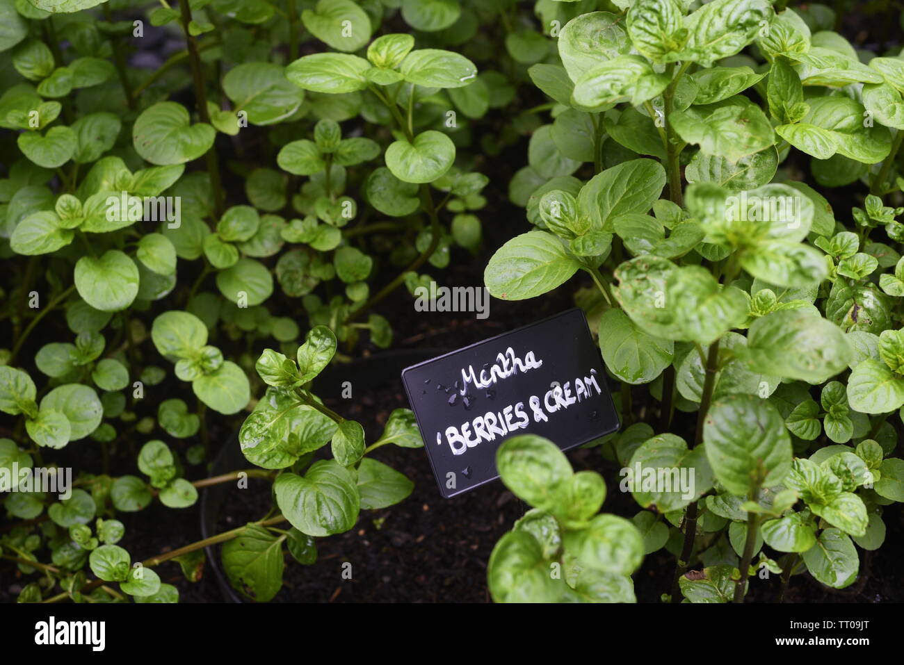 Mint Berries And Cream Variety Peppermint Mentha Piperita Is A Popular Herb That Can Be Used In Numerous Forms Ie Oil Leaf Leaf Extract And Stock Photo Alamy Mint Berries And Cream Variety Peppermint Mentha Piperita Is A Popular Herb That Can Be Used In Numerous Forms Ie Oil Leaf Leaf Extract And Stock Photo Alamy