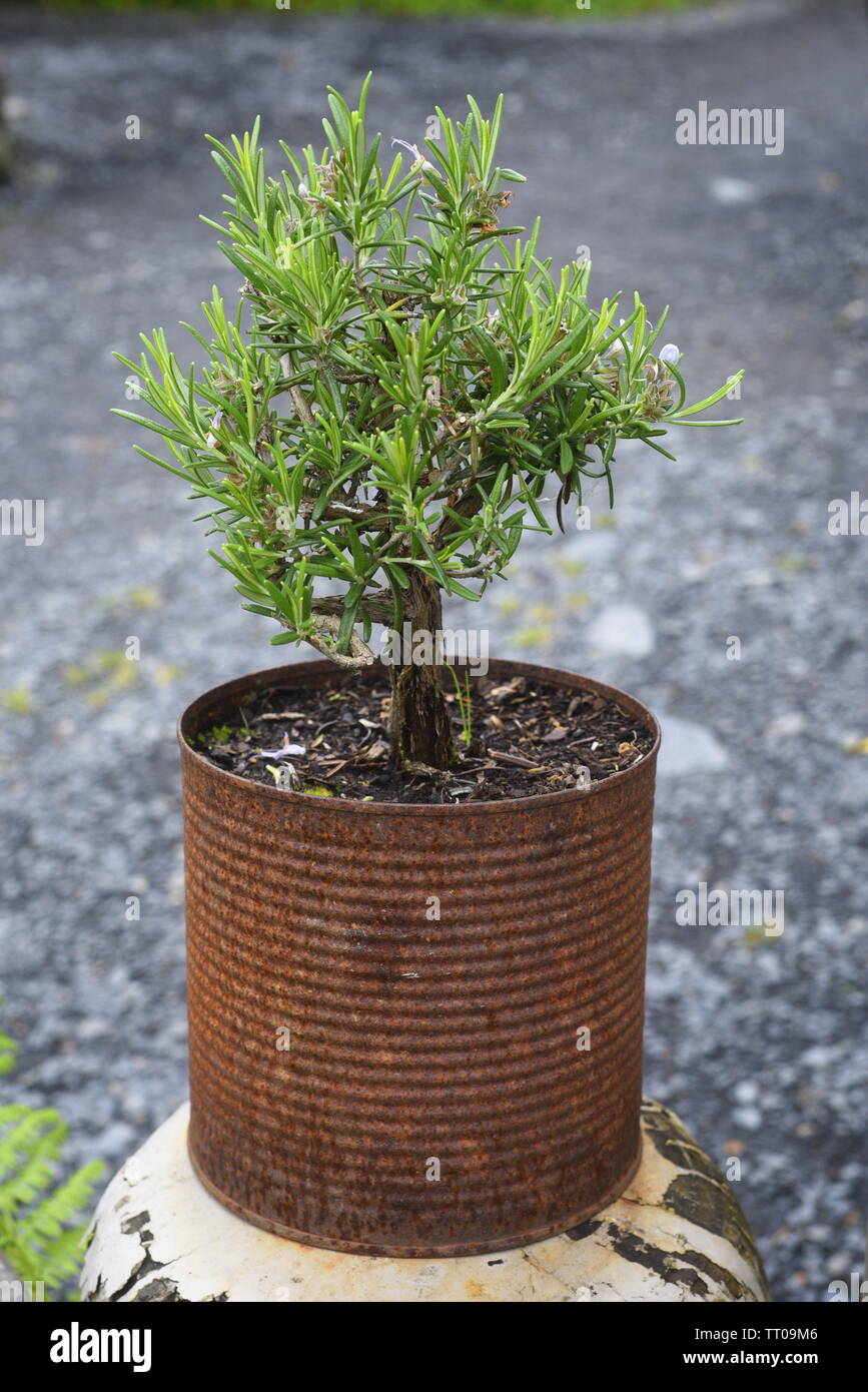 Rosmarinus officinalis, commonly known as rosemary, is a woody, perennial  herb with fragrant, evergreen, needle-like leaves and white, pink, purple,  o Stock Photo - Alamy