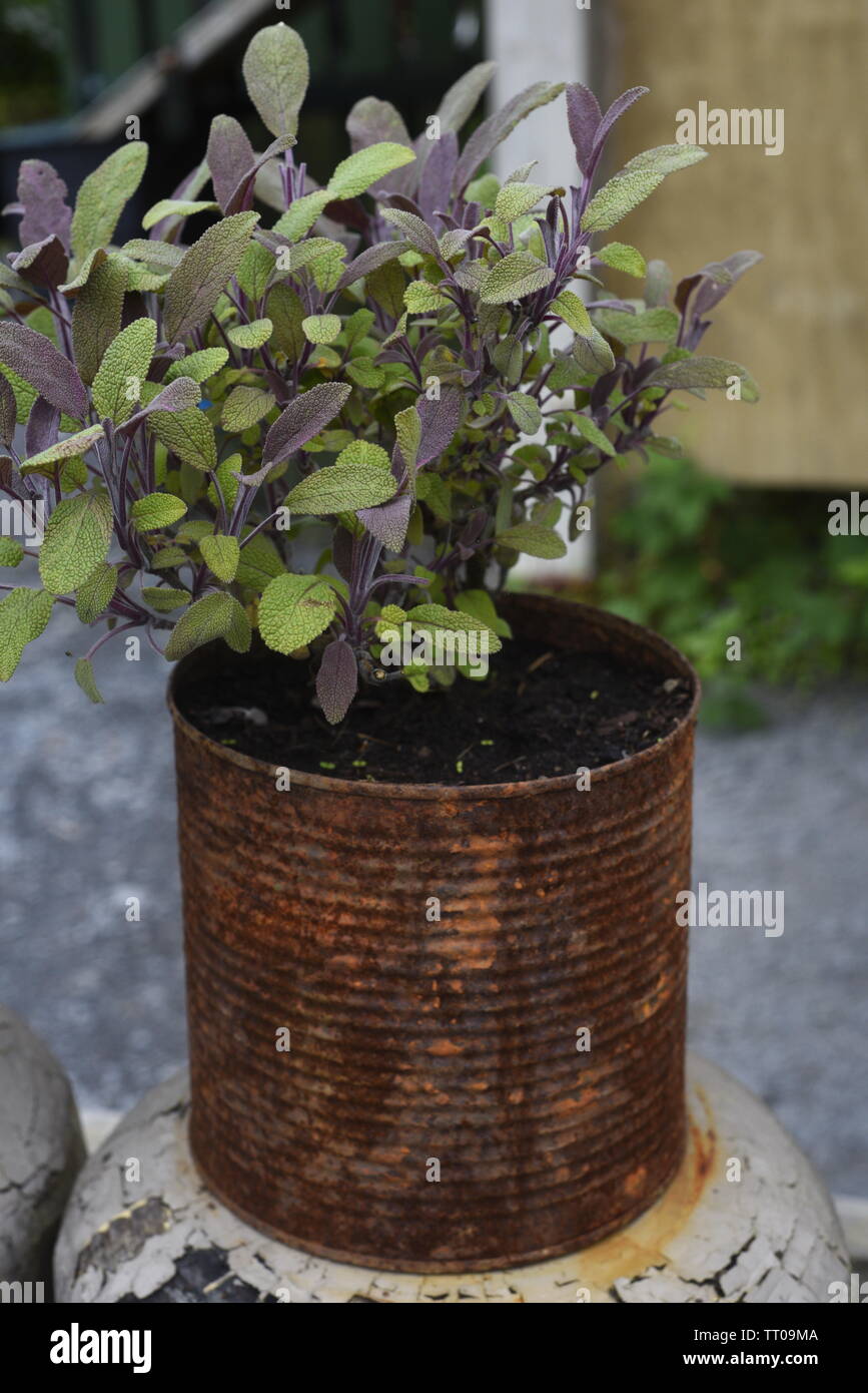 Salvia officinalis (sage, also called garden sage, common sage, or