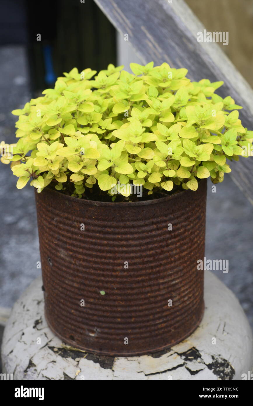 Origanum vulgare Wild Marjoram is a British native perennial growing