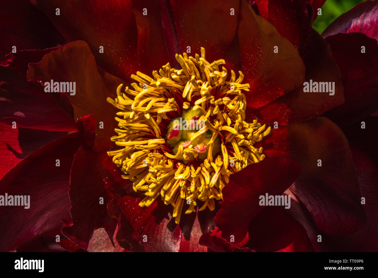 Close up of Red peony flower Stock Photo