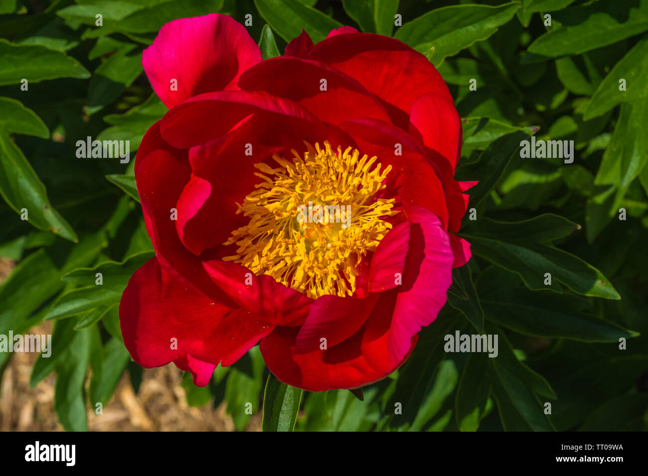 Close up of Red peony flower Stock Photo