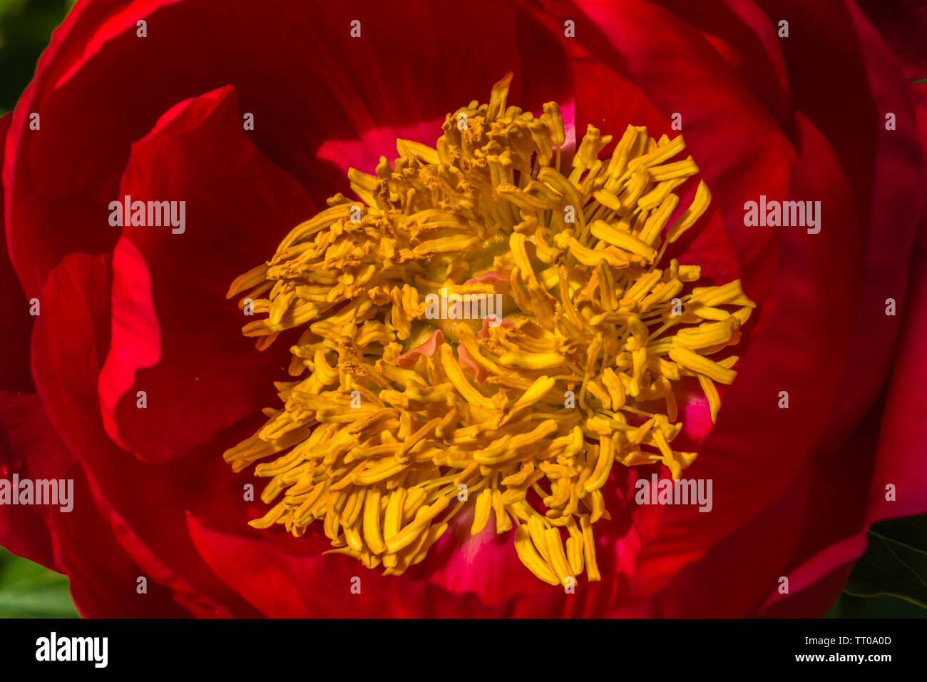 Close up of Red peony flower Stock Photo