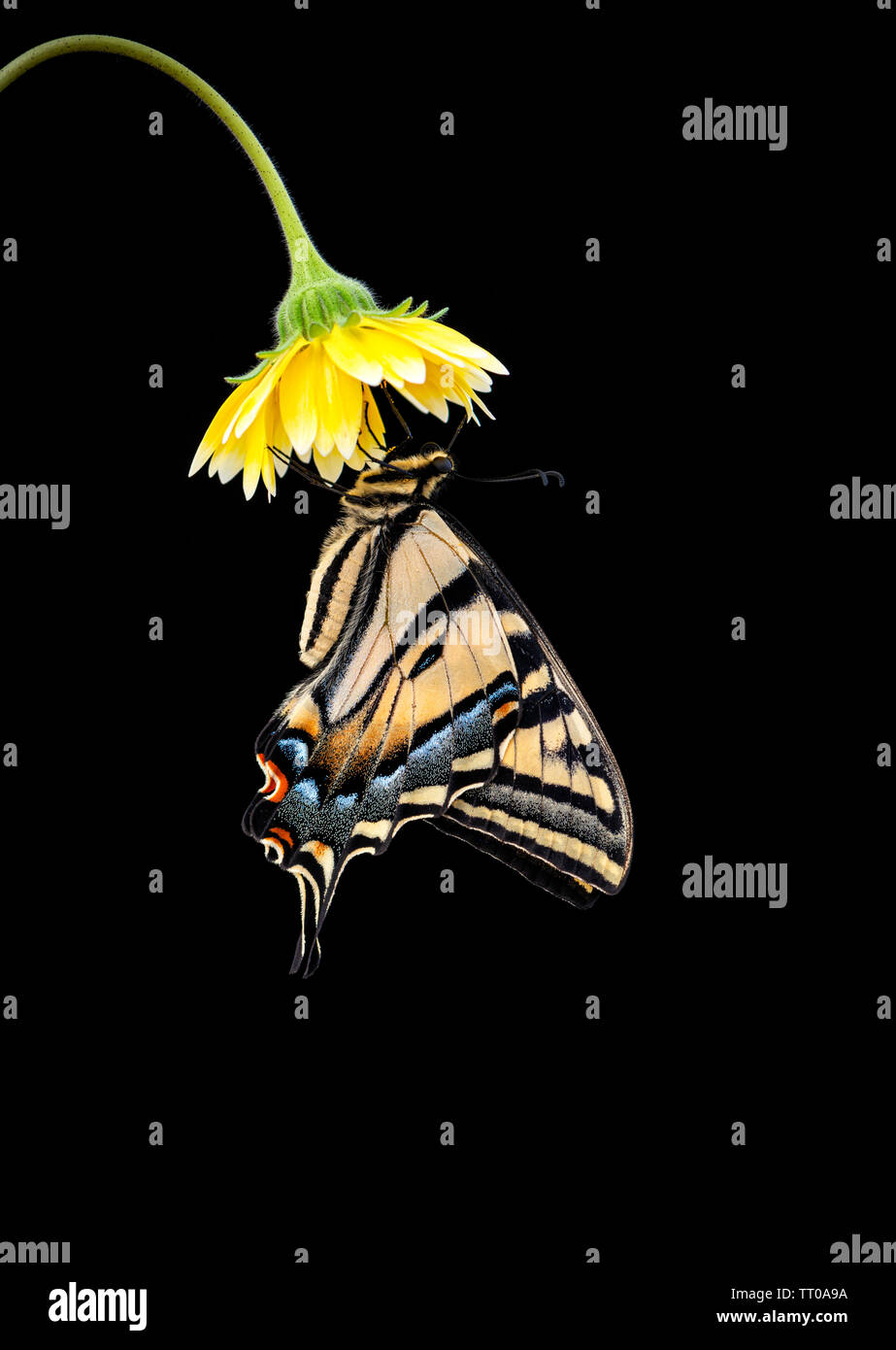 A Western Tiger Swallowtail (Papilio rutulus) hanging from a yellow flower on a black background Stock Photo