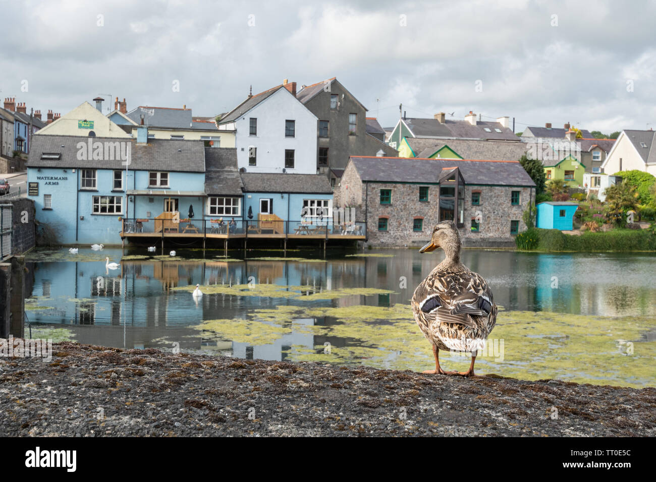 Mallard duck on a wall overlooking the millpond and Watermans Arms pub or public house in Pembroke town centre, Pembrokeshire, Wales, UK Stock Photo