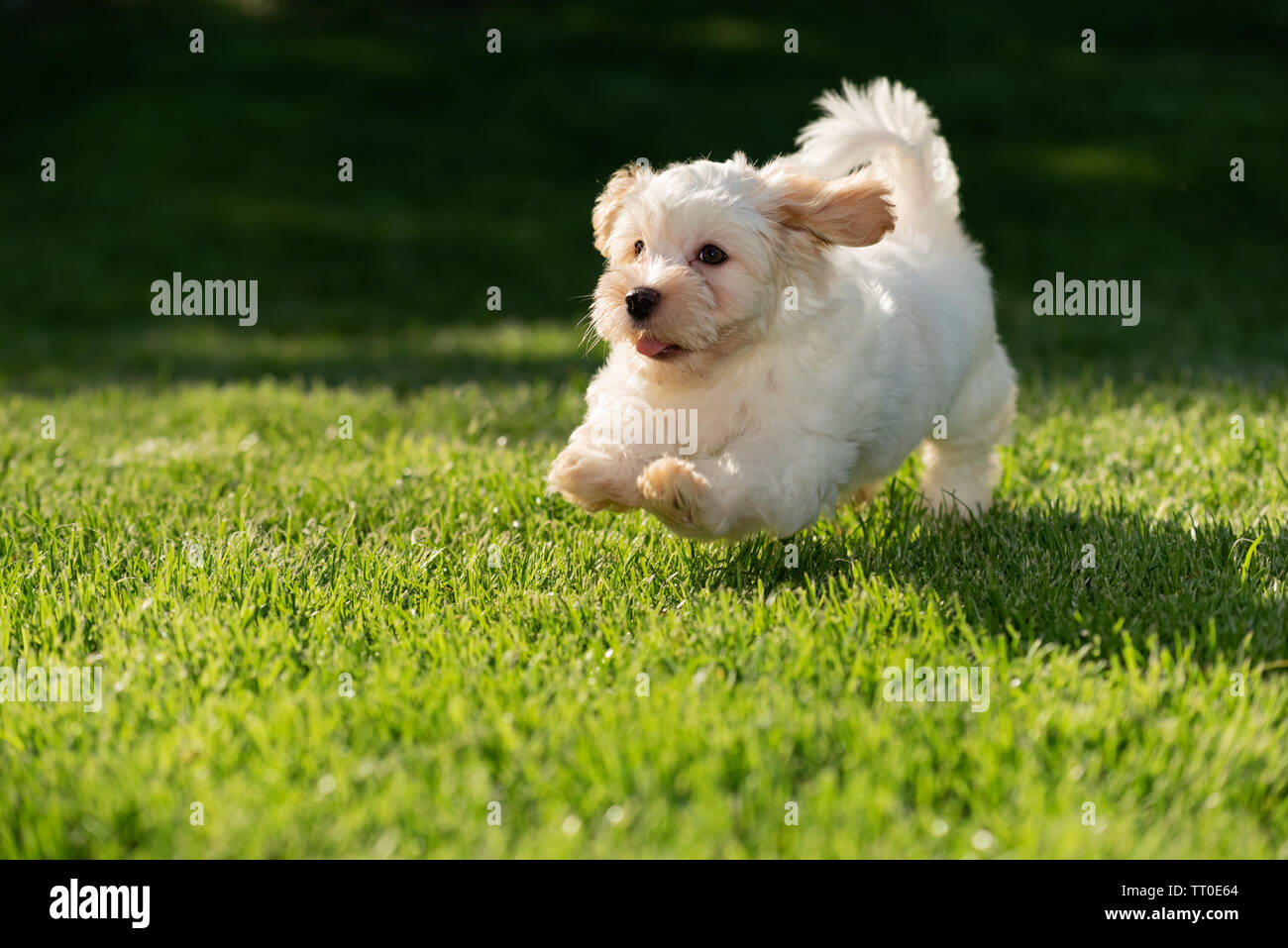 havanese puppies playing
