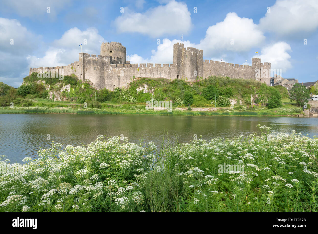 Pembroke Castle with summer wildflowers, Pembrokeshire, Wales Stock Photo