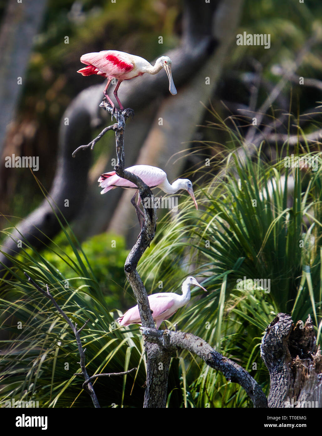 Adult Roseate Spoonbill sitting atop a branch with two immature birds sitting lower Stock Photo