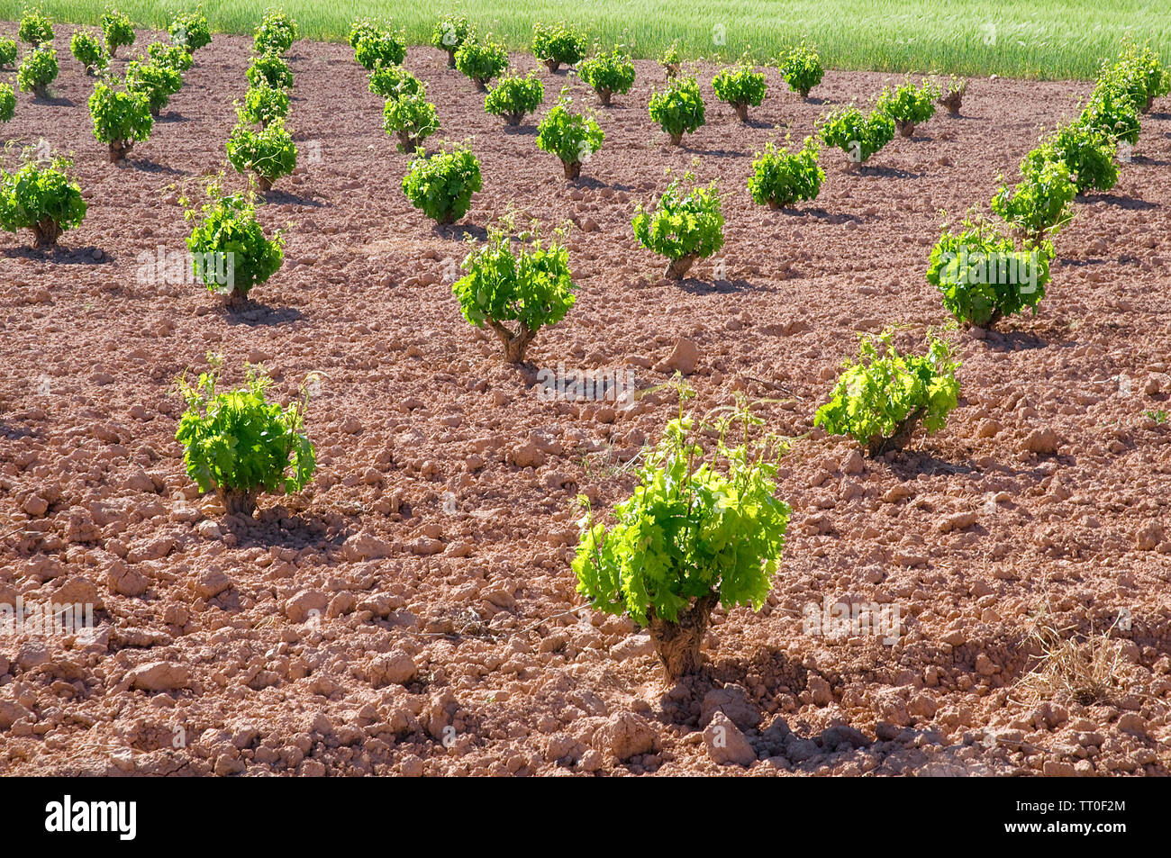 Vineyard. La Manchuela, Albacete province, Castilla La Mancha, Spain. Stock Photo