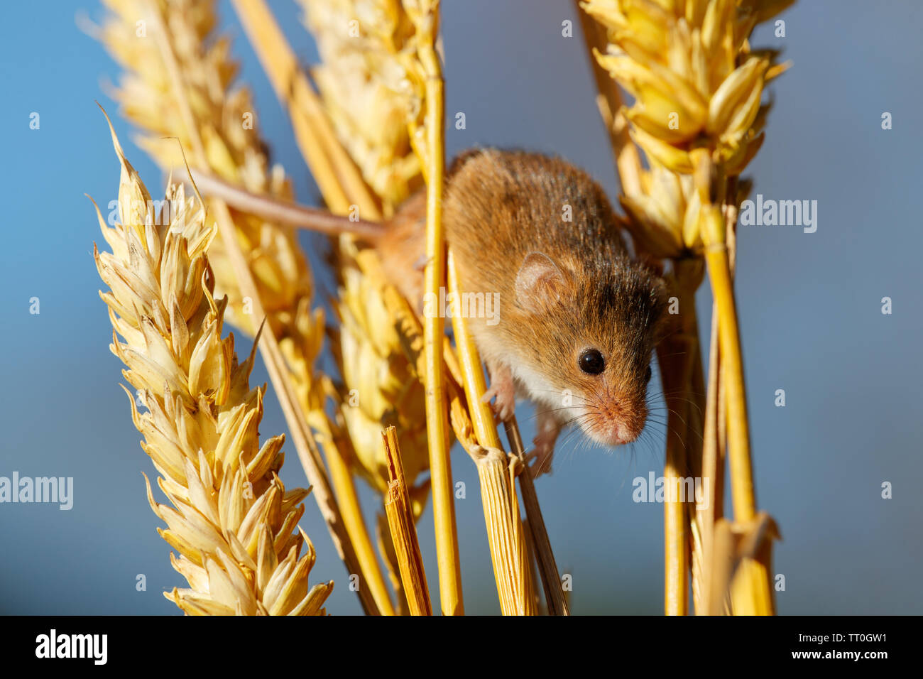 The Field or Wood Mouse (Apodemus sylvaticus Stock Photo Alamy