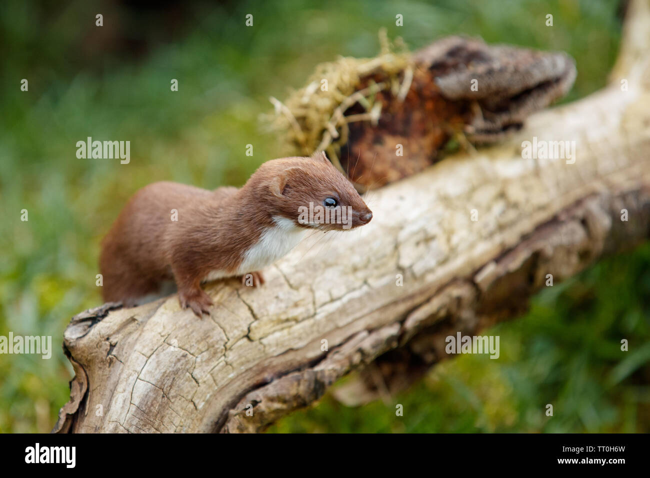 Weasel (Mustela nivalis Stock Photo - Alamy