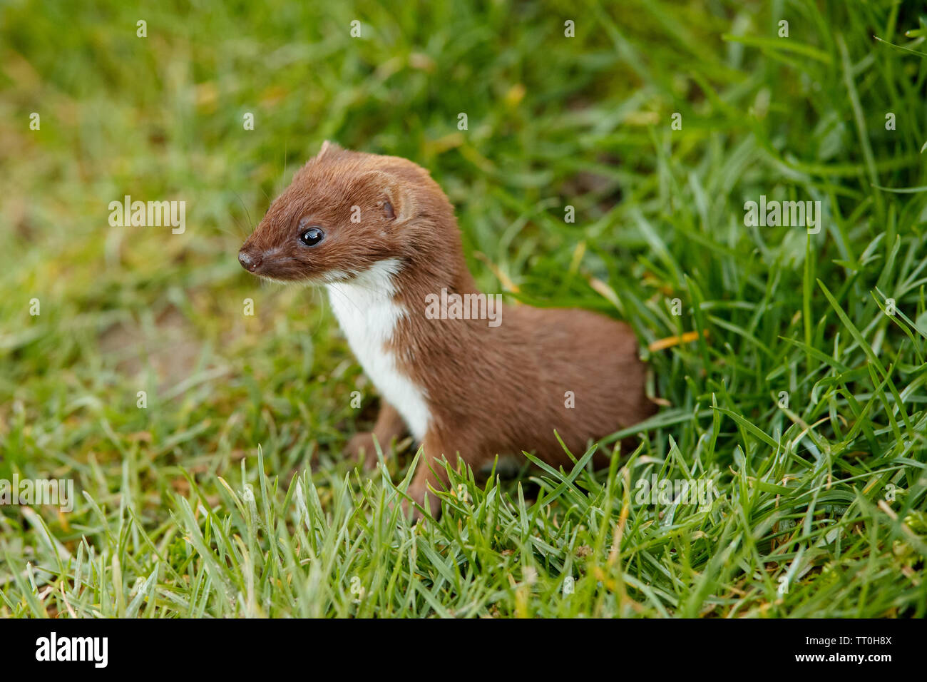 Weasel (Mustela nivalis) Stock Photo