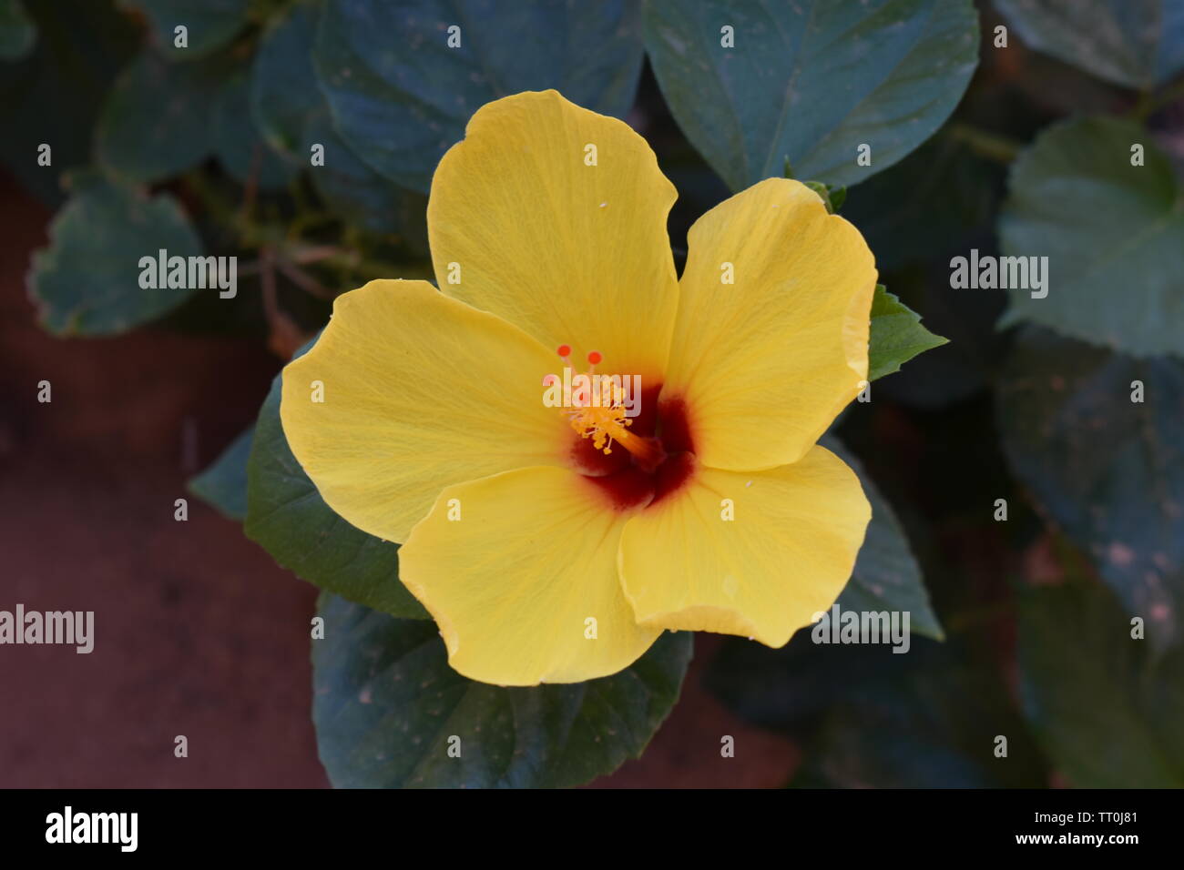 Mix of photos from various locations. Desert sky, cactus bloom and even