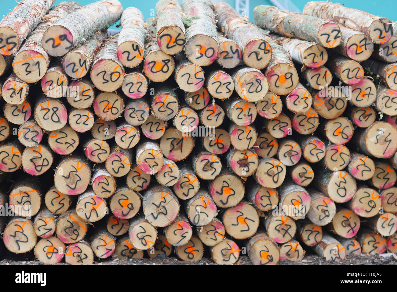 Warehouse timber ready for shipment at the port Stock Photo