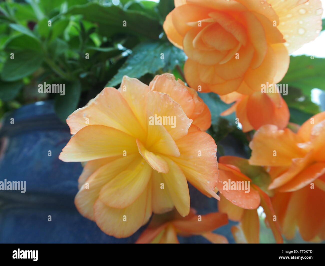 Yellow and orange begonia flowers in bloom Stock Photo