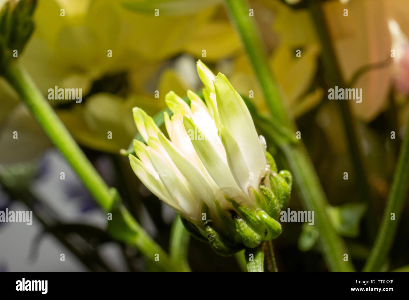 Flowers, beautiful close shots of flowers with flash photography using canon speed-light and Canon 600D with 55-250mm lens with macro adopter. Stock Photo