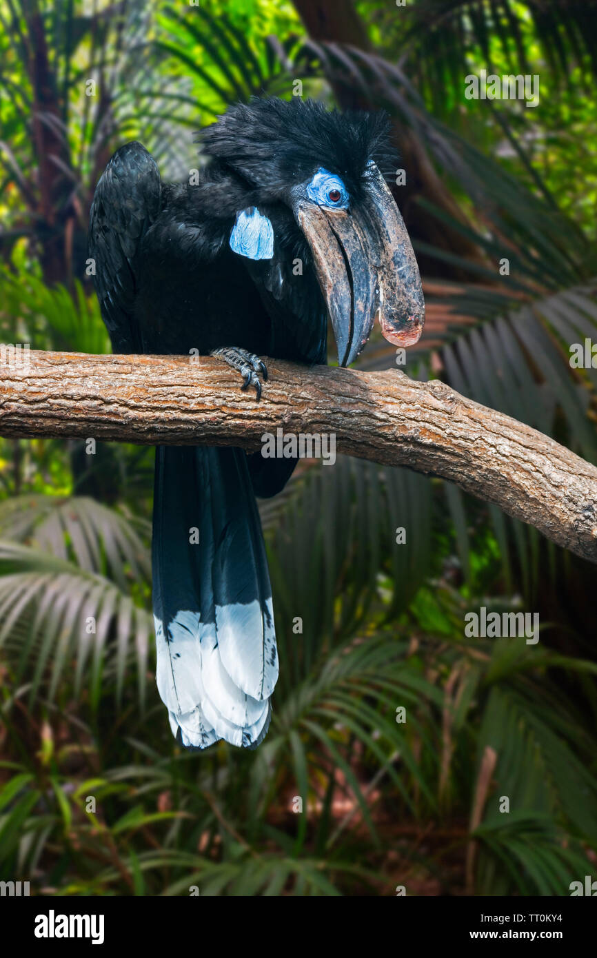 Black-casqued hornbill / black-casqued wattled hornbill (Ceratogymna atrata) male perched in tree, native to Africa Stock Photo