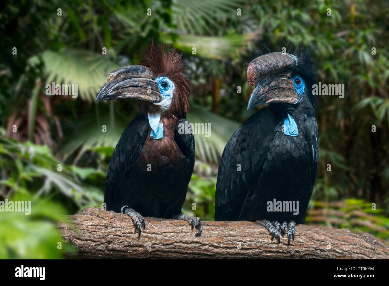 Black-casqued hornbill / black-casqued wattled hornbill (Ceratogymna atrata) male and female pair perched in tree, native to Africa Stock Photo