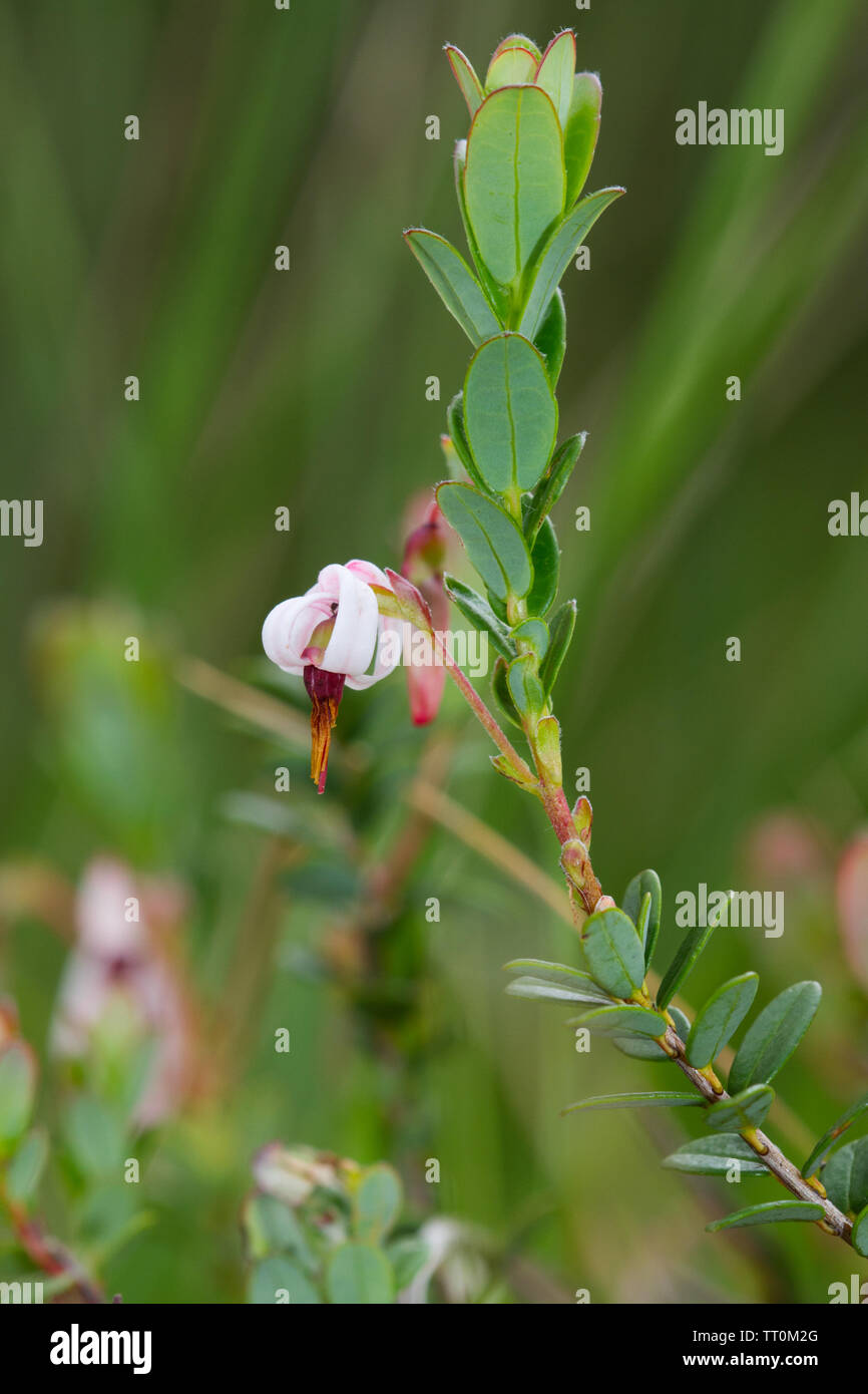 Close-up of the slightly pink flower of an American cranberry, Vaccinium macrocarpon Stock Photo