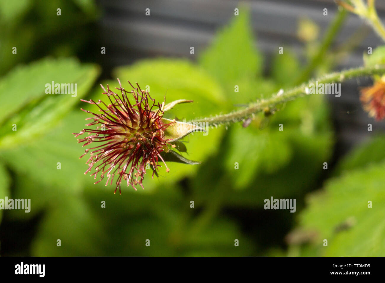 Flowers, beautiful close shots of flowers with flash photography using canon speed-light and Canon 600D with 55-250mm lens with macro adopter. Stock Photo