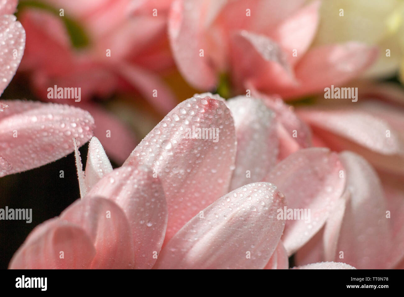 Flowers, beautiful close shots of flowers with flash photography using canon speed-light and Canon 600D with 55-250mm lens with macro adopter. Stock Photo