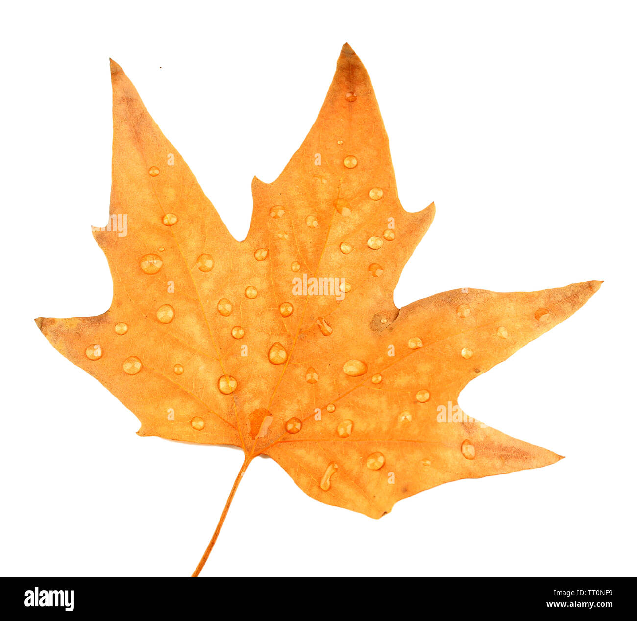 Dry maple leaf with drops, isolated on white Stock Photo - Alamy