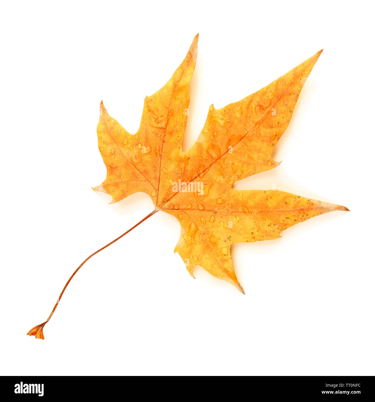 Dry maple leaf with drops, isolated on white Stock Photo - Alamy