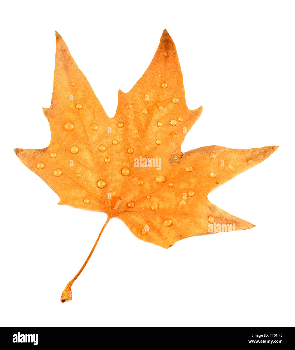 Dry maple leaf with drops, isolated on white Stock Photo - Alamy