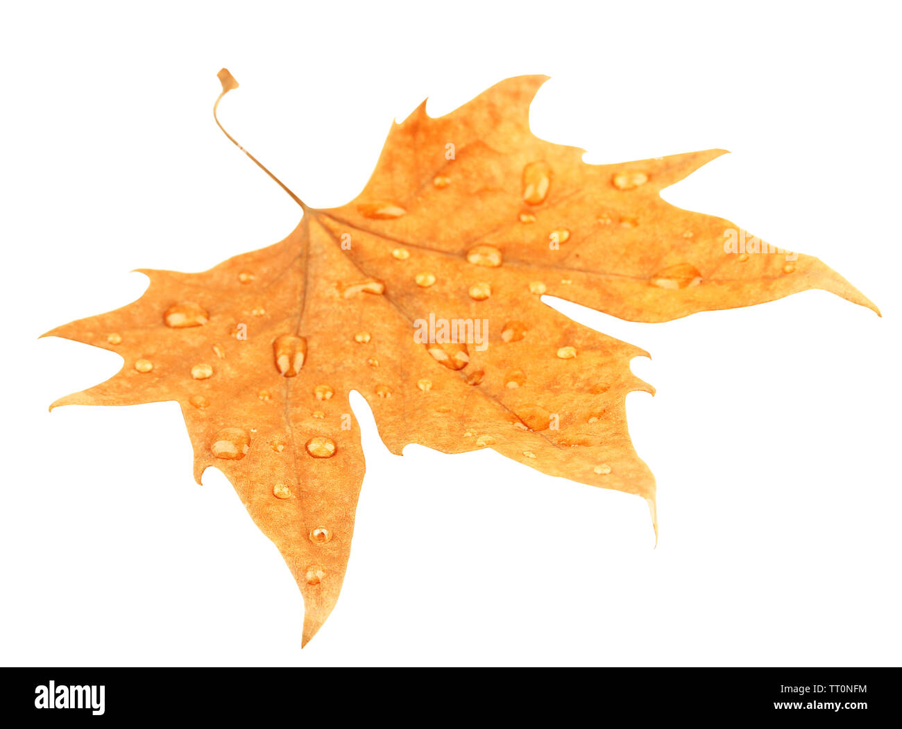Dry maple leaf with drops, isolated on white Stock Photo - Alamy