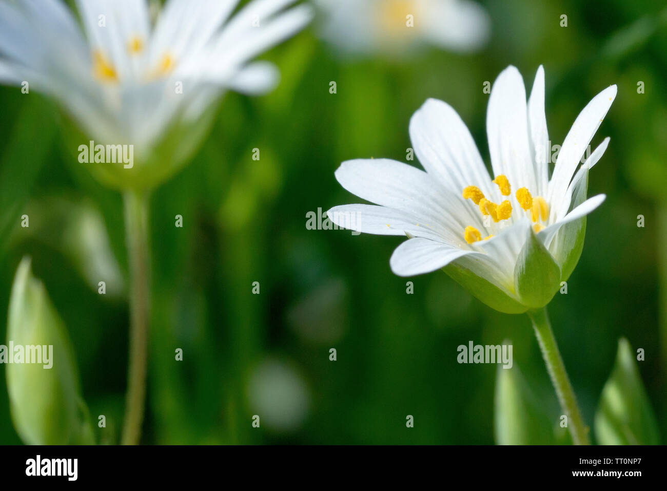Greater Stitchwort (stellaria holostea), also known as Adder's Meat, close up of a single flower out of many. Stock Photo