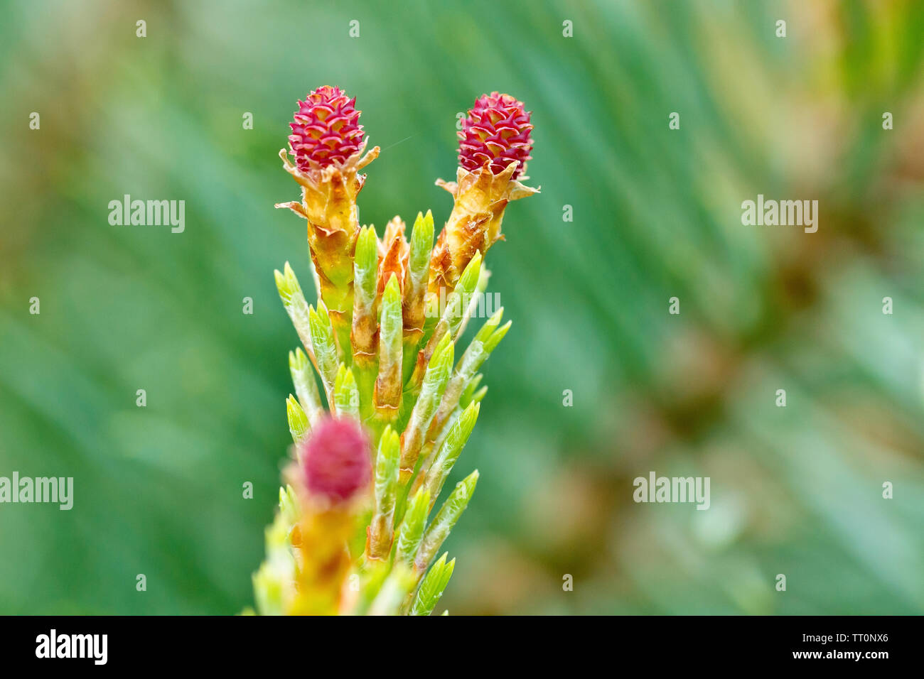 Scot's Pine (pinus sylvestris), close up of new spring growth showing the emerging needles and the pink female flower. Stock Photo