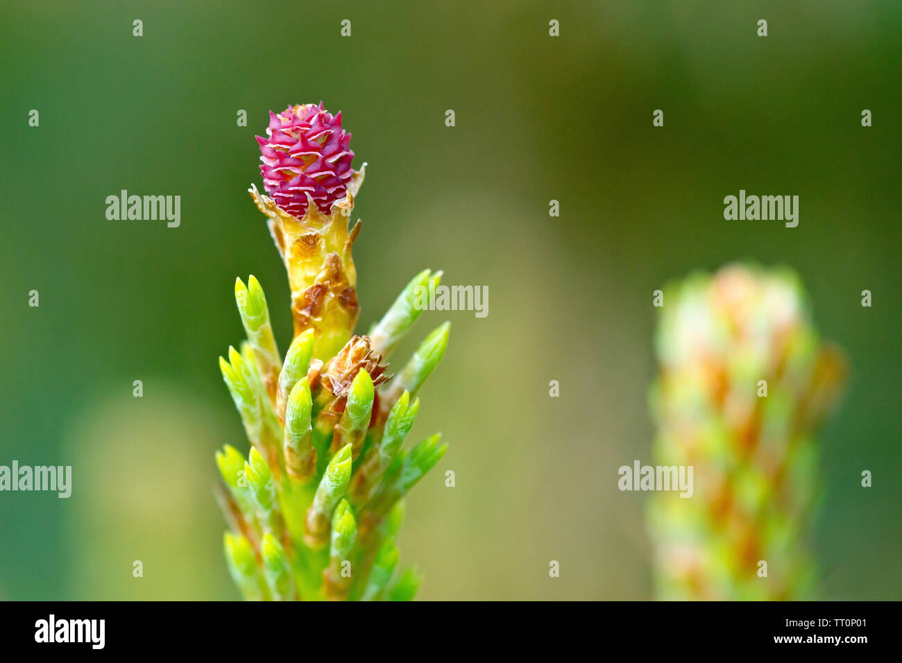 Scot's Pine (pinus sylvestris), close up of new spring growth showing the emerging needles and the pink female flower. Stock Photo