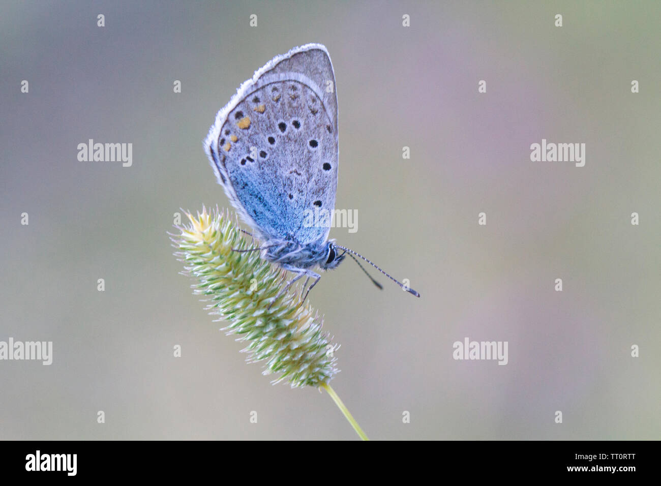 Amanda's blue butterfly (Polyommatus amandus) resting on plant. Stock Photo